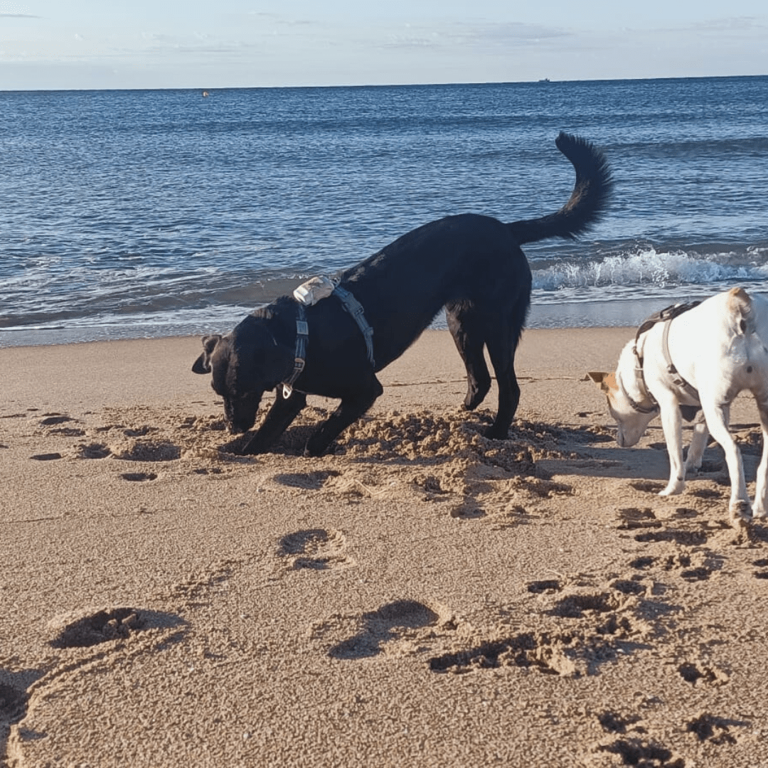 educación canina y adiestramiento canino