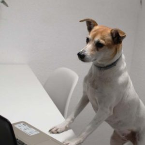 terapia canina online