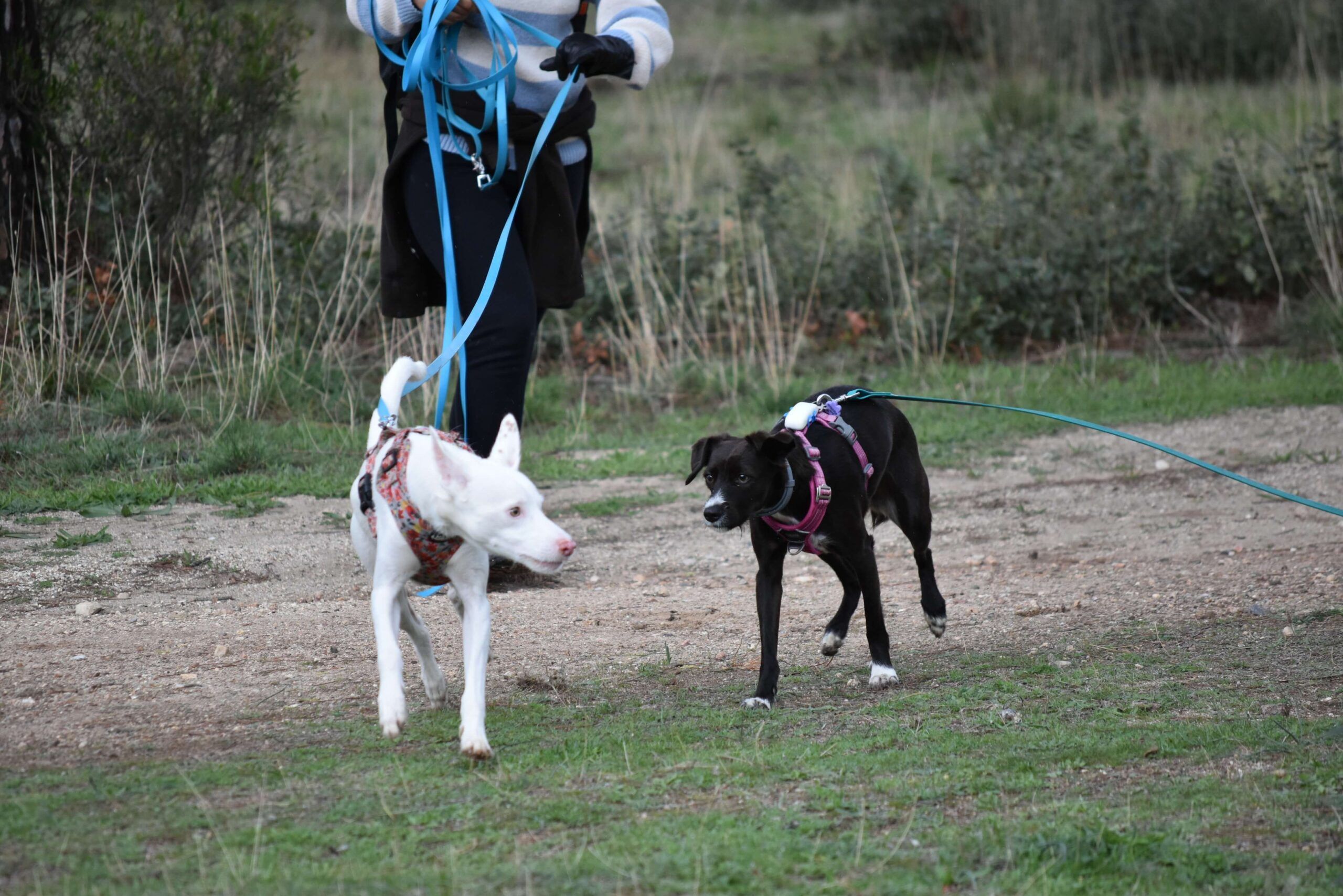 ruta canina Madrid