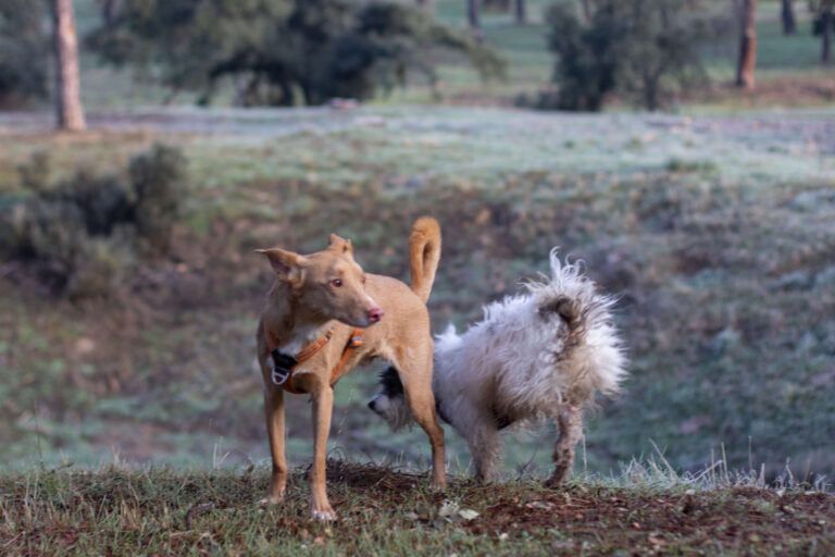 La dominancia en perros: un mito