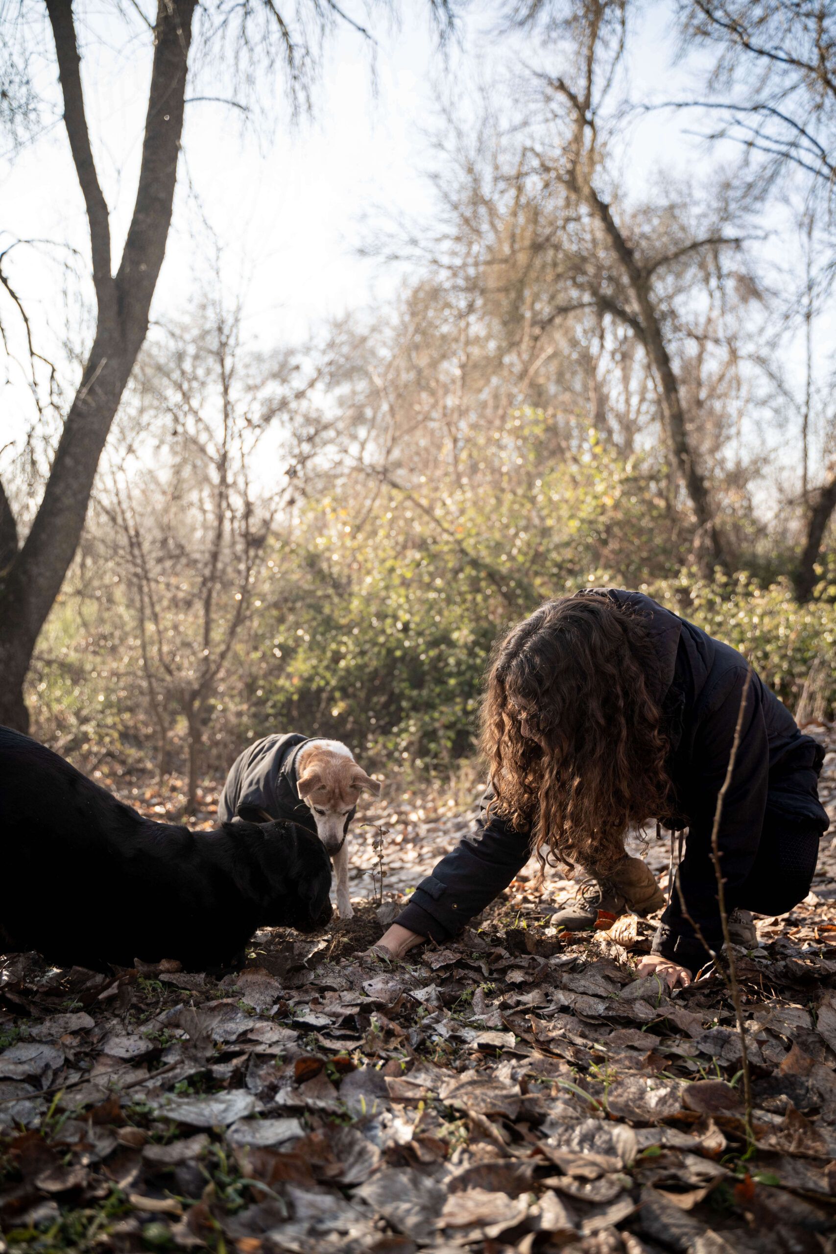 educación y adiestramiento canino en Madrid