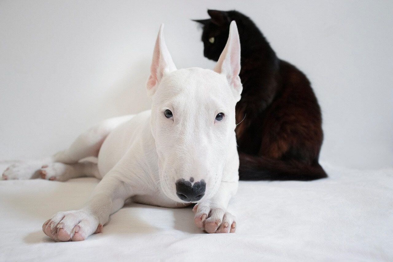 convivencia gato y perro