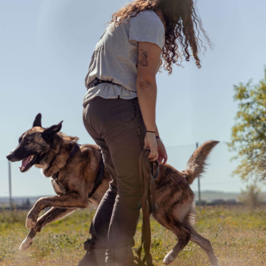 modificación conducta perros adiestramiento canino educación canina Madrid