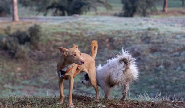 adiestramiento canino