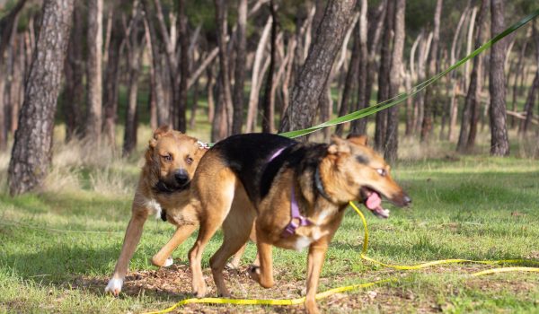 grupos de desarrollo socialización perros