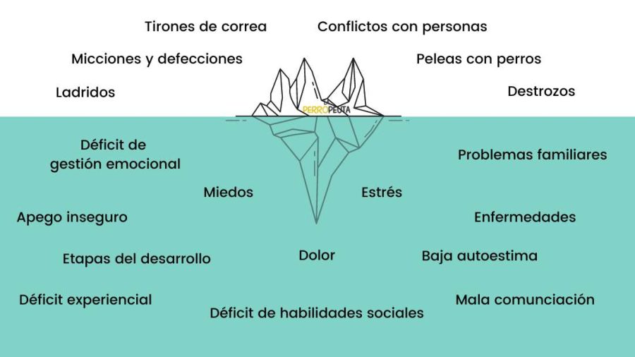 educación canina y adiestramiento educación canina