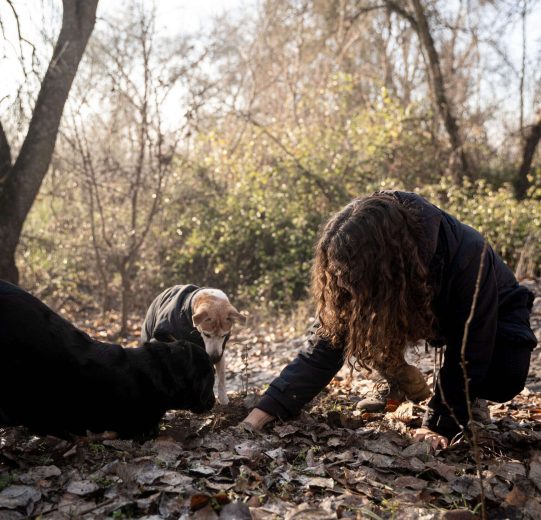educación y adiestramiento canino en Madrid educación y adiestramiento canino en Madrid