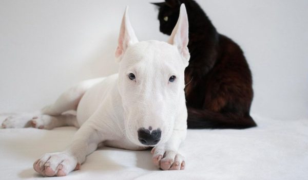 convivencia gato y perro