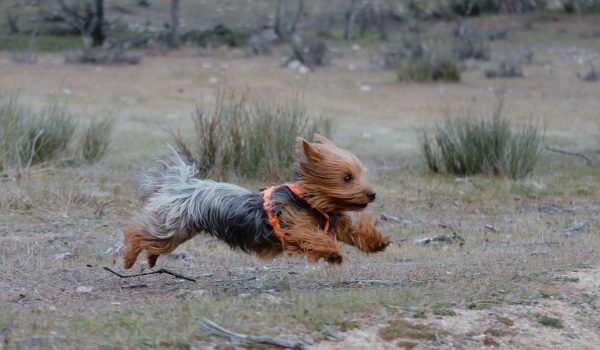 ruta canina madrid