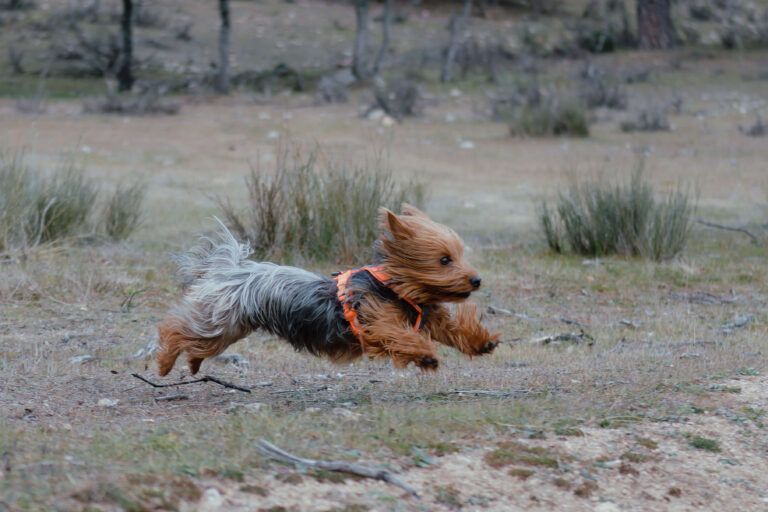 ruta canina madrid